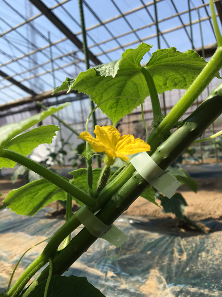 きゅうりの花 きゅうりの花