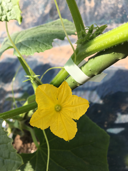 きゅうりの花 きゅうりの花