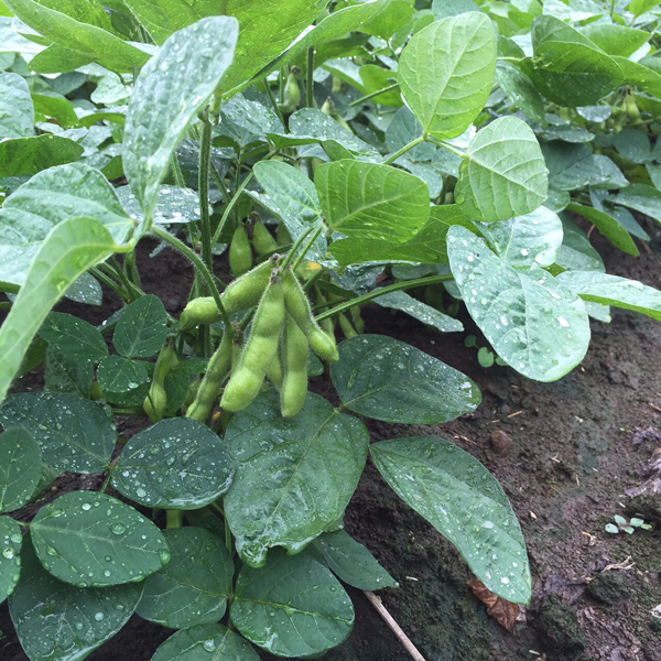 枝豆 枝豆
