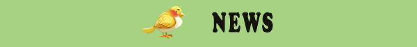 NEWS NEWS
