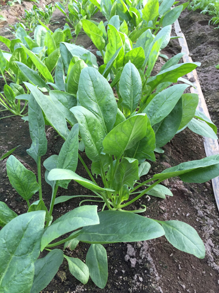 ほうれん草 ほうれん草