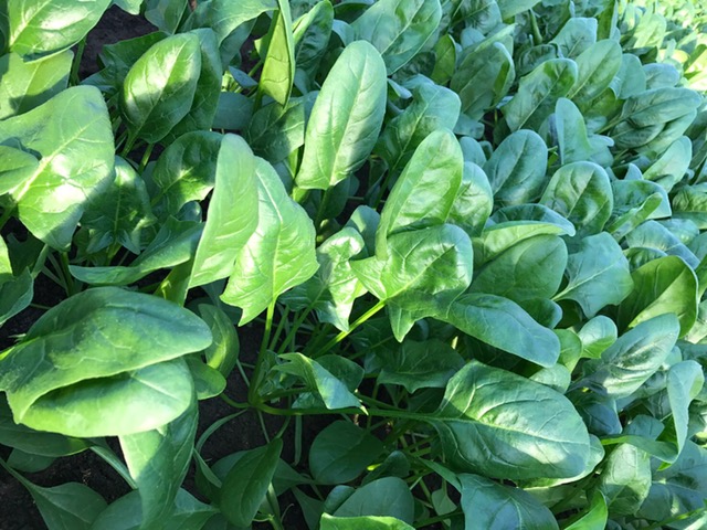 ほうれん草 ほうれん草